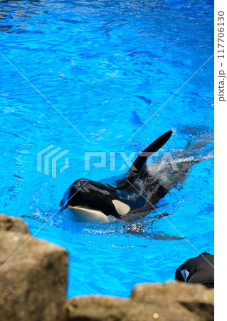 名古屋港水族館のシャチ、アースとリン 117706130