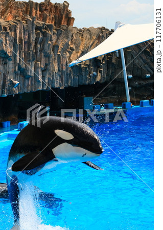 名古屋港水族館のシャチ、アースとリン 117706131