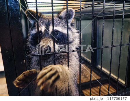 A raccoon curiously peeks through the bars of its cage in the animal shelter A raccoon curiously peeks through the bars of its cage in the animal shelter 117706177
