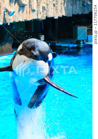 名古屋港水族館のシャチ、アースとリン 117706254