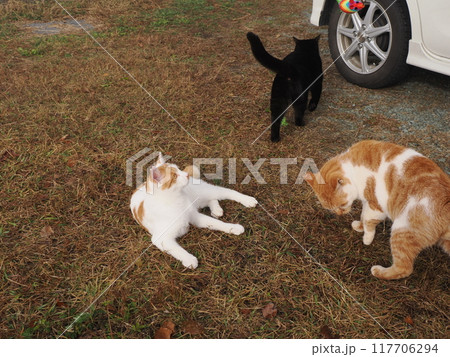 公園の芝生で猫じゃらしで遊ぶ猫 公園の芝生で猫じゃらしで遊ぶ猫 117706294