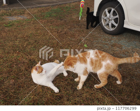 公園の芝生で猫じゃらしで遊ぶ猫 117706299