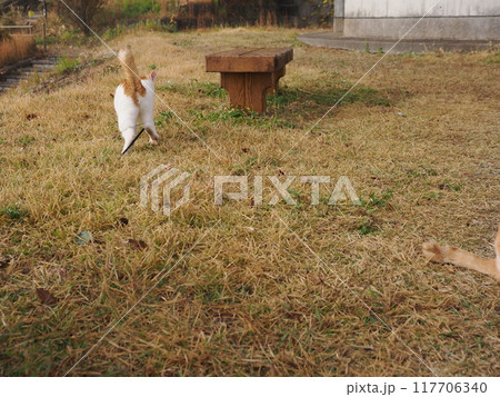 公園の芝生で猫じゃらしで遊ぶ猫 117706340