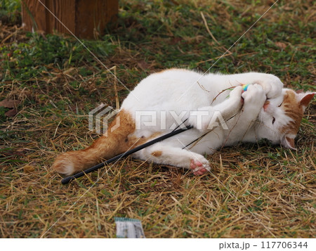 公園の芝生で猫じゃらしで遊ぶ猫 公園の芝生で猫じゃらしで遊ぶ猫 117706344