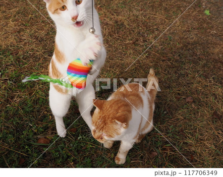 公園の芝生で猫じゃらしで遊ぶ猫 公園の芝生で猫じゃらしで遊ぶ猫 117706349