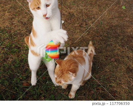 公園の芝生で猫じゃらしで遊ぶ猫 117706350