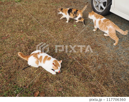 公園の芝生で猫じゃらしで遊ぶ猫 公園の芝生で猫じゃらしで遊ぶ猫 117706360