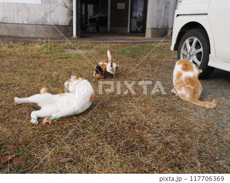 公園の芝生で猫じゃらしで遊ぶ猫 117706369