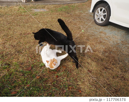 公園の芝生で猫じゃらしで遊ぶ猫 公園の芝生で猫じゃらしで遊ぶ猫 117706378