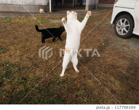 公園の芝生で猫じゃらしで遊ぶ猫 117706389