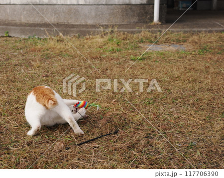 公園の芝生で猫じゃらしで遊ぶ猫 117706390