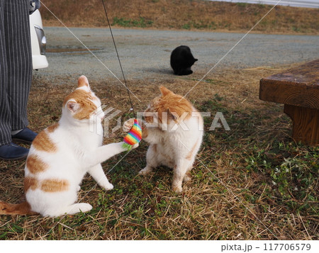 仲良く猫じゃらしで遊ぶ可愛ネコ 117706579