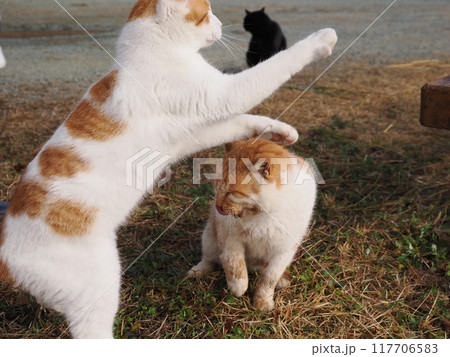 仲良く猫じゃらしで遊ぶ可愛ネコ 仲良く猫じゃらしで遊ぶ可愛ネコ 117706583