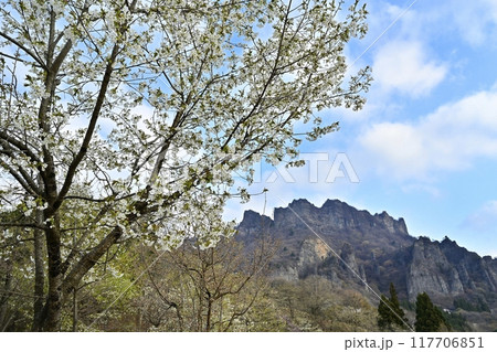 妙義山さくらの里の桜と妙義山(金洞山) 妙義山さくらの里の桜と妙義山(金洞山) 117706851