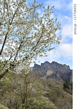 妙義山さくらの里の桜と妙義山(金洞山) 妙義山さくらの里の桜と妙義山(金洞山) 117706852