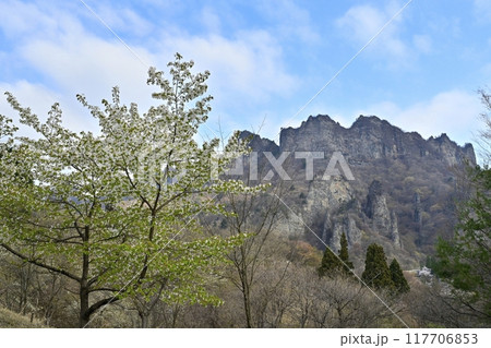 妙義山さくらの里の桜と妙義山(金洞山) 妙義山さくらの里の桜と妙義山(金洞山) 117706853