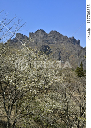 妙義山さくらの里の桜と妙義山(金洞山) 妙義山さくらの里の桜と妙義山(金洞山) 117706858