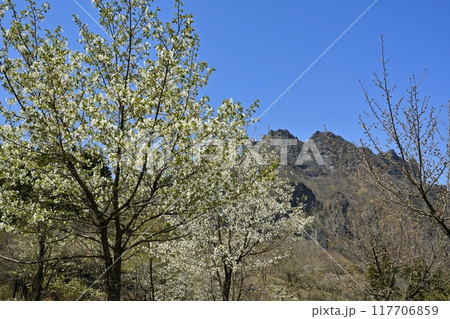 妙義山さくらの里の桜と妙義山（金洞山） 117706859