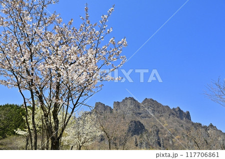 妙義山さくらの里の桜と妙義山(金洞山) 妙義山さくらの里の桜と妙義山(金洞山) 117706861