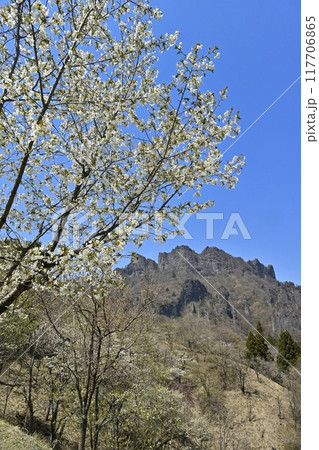 妙義山さくらの里の桜と妙義山(金洞山) 妙義山さくらの里の桜と妙義山(金洞山) 117706865