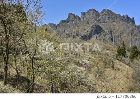 妙義山さくらの里の桜と妙義山(金洞山) 妙義山さくらの里の桜と妙義山(金洞山) 117706866