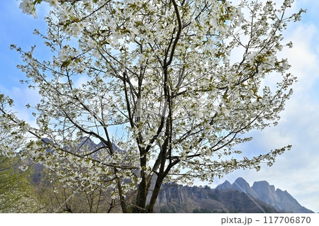 妙義山さくらの里の桜と妙義山(金洞山・相馬岳) 妙義山さくらの里の桜と妙義山(金洞山・相馬岳) 117706870