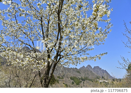 妙義山さくらの里の桜と妙義山(金洞山・相馬岳) 妙義山さくらの里の桜と妙義山(金洞山・相馬岳) 117706875