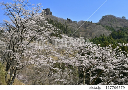 妙義山さくらの里の桜と妙義山（金鶏山筆頭岩） 117706879