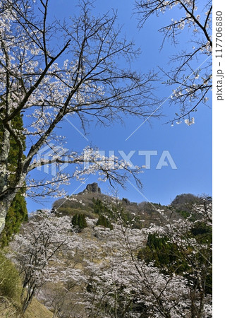 妙義山さくらの里の桜と妙義山(金鶏山筆頭岩) 妙義山さくらの里の桜と妙義山(金鶏山筆頭岩) 117706880