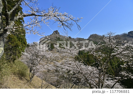 妙義山さくらの里の桜と妙義山(金鶏山筆頭岩) 妙義山さくらの里の桜と妙義山(金鶏山筆頭岩) 117706881