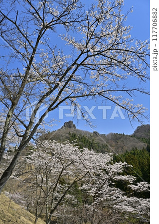 妙義山さくらの里の桜と妙義山(金鶏山筆頭岩) 妙義山さくらの里の桜と妙義山(金鶏山筆頭岩) 117706882