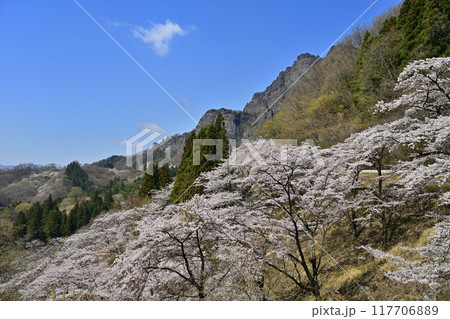 妙義山さくらの里の桜と妙義山（金洞山） 117706889
