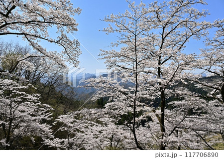 妙義山さくらの里の桜と西上州の山々 117706890