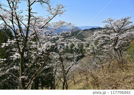 妙義山さくらの里の桜と西上州の山々 妙義山さくらの里の桜と西上州の山々 117706892