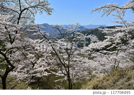 妙義山さくらの里の桜と西上州の山々 117706895