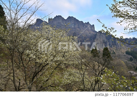 妙義山さくらの里の桜と妙義山(金洞山) 妙義山さくらの里の桜と妙義山(金洞山) 117706897