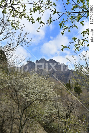 妙義山さくらの里の桜と妙義山（金洞山） 117706900