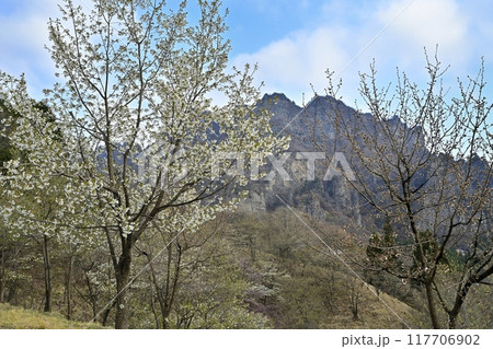 妙義山さくらの里の桜と妙義山(金洞山) 妙義山さくらの里の桜と妙義山(金洞山) 117706902