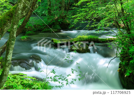青森県 奥入瀬渓流 8月 青森県 奥入瀬渓流 8月 117706925