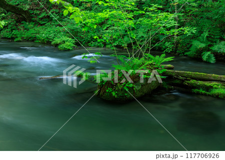 青森県　奥入瀬渓流　8月 117706926