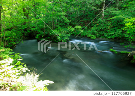 青森県 奥入瀬渓流 8月 青森県 奥入瀬渓流 8月 117706927