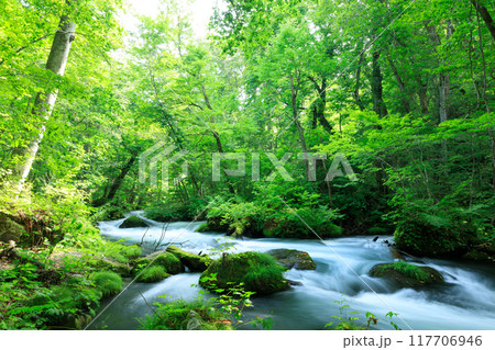 青森県　奥入瀬渓流　8月 117706946