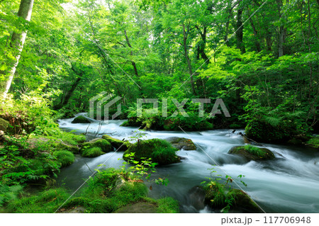 青森県 奥入瀬渓流 8月 青森県 奥入瀬渓流 8月 117706948