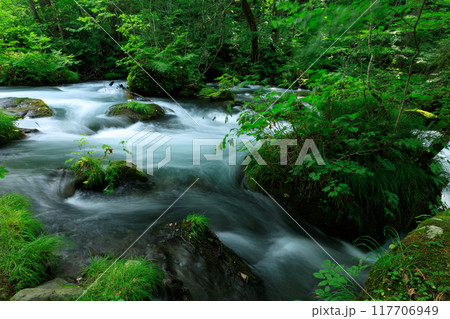 青森県 奥入瀬渓流 8月 青森県 奥入瀬渓流 8月 117706949