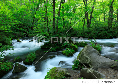 青森県　奥入瀬渓流　8月 117706957