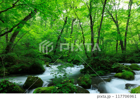 青森県 奥入瀬渓流 8月 青森県 奥入瀬渓流 8月 117706961