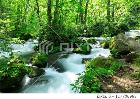 青森県　奥入瀬渓流　8月 117706965