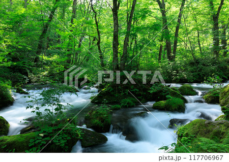 青森県　奥入瀬渓流　8月 117706967