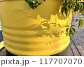 Yellow painted vase with ivy leaves, close-up. 117707070