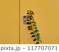 Green leaves on a yellow wall with a metal handle. Copy space. 117707071